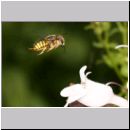 Anthidium manicatum - Grosse Wollbiene w11 10mm.jpg